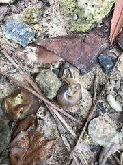 Bradybaena similaris