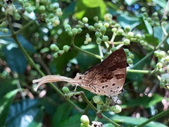 Bindahara moorei