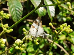 Bindahara moorei