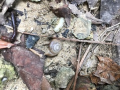 Bradybaena similaris