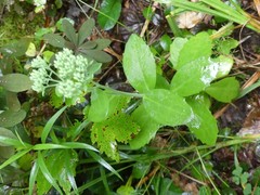 Hylotelephium spectabile