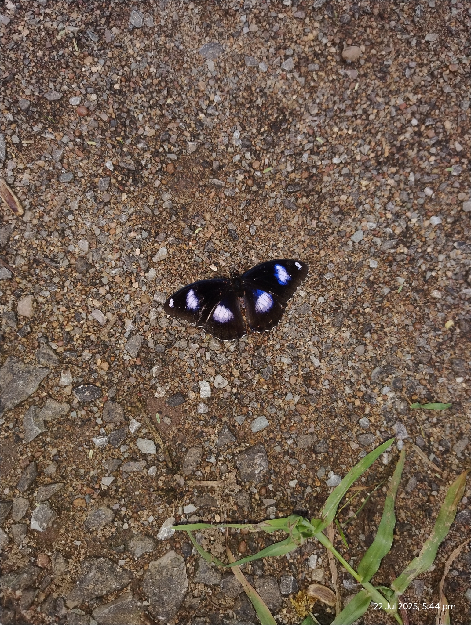Great Eggfly