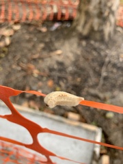 Megalopyge opercularis