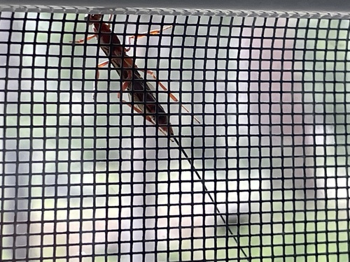 iNaturalist observation photo of Norton's Giant Ichneumonid Wasp