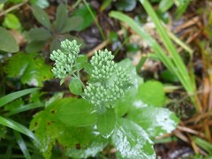 Hylotelephium spectabile