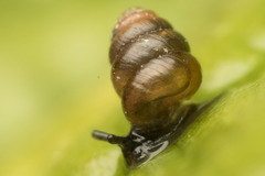 Pupilloidea