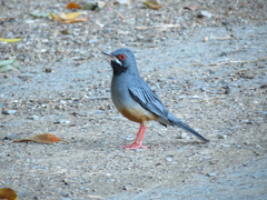 Turdus plumbeus rubripes