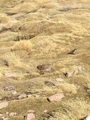 Cinclodes atacamensis