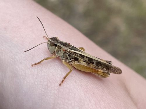iNaturalist observation photo of Clear-winged Grasshopper