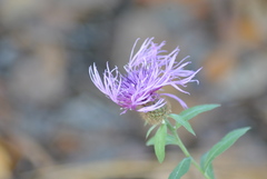 Centaurea trichocephala