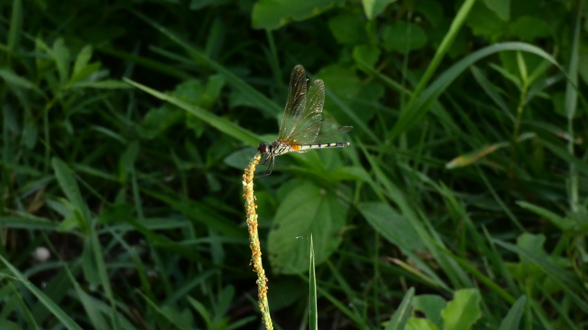 Long-Legged Marsh Glider