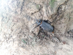 Acanthinodera cumingii