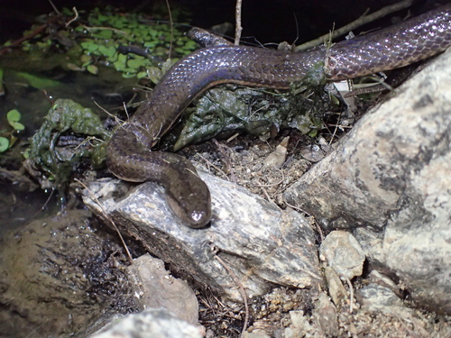 Macleay's Water Snake sighting