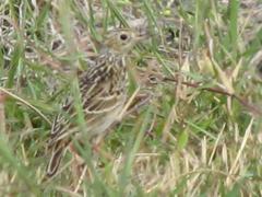 Anthus spragueii