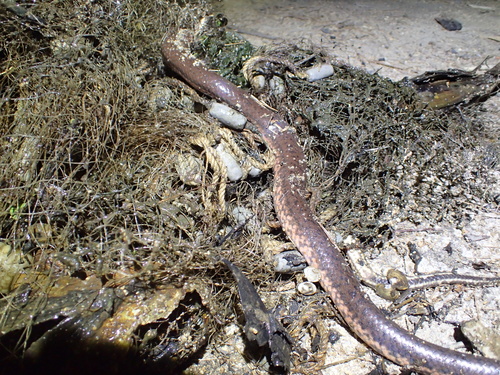 Macleay's Water Snake sighting