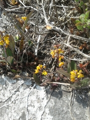 Polystachya pubescens