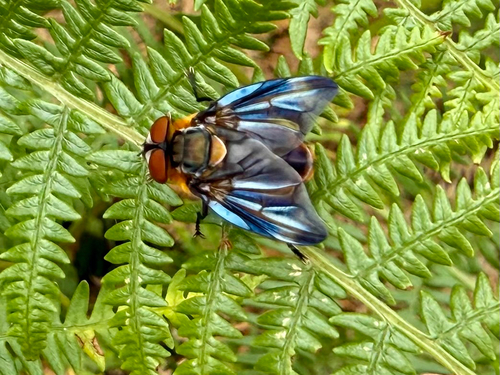Phasia hemiptera nuotrauka