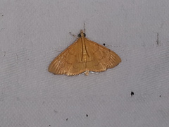 Hyalobathra