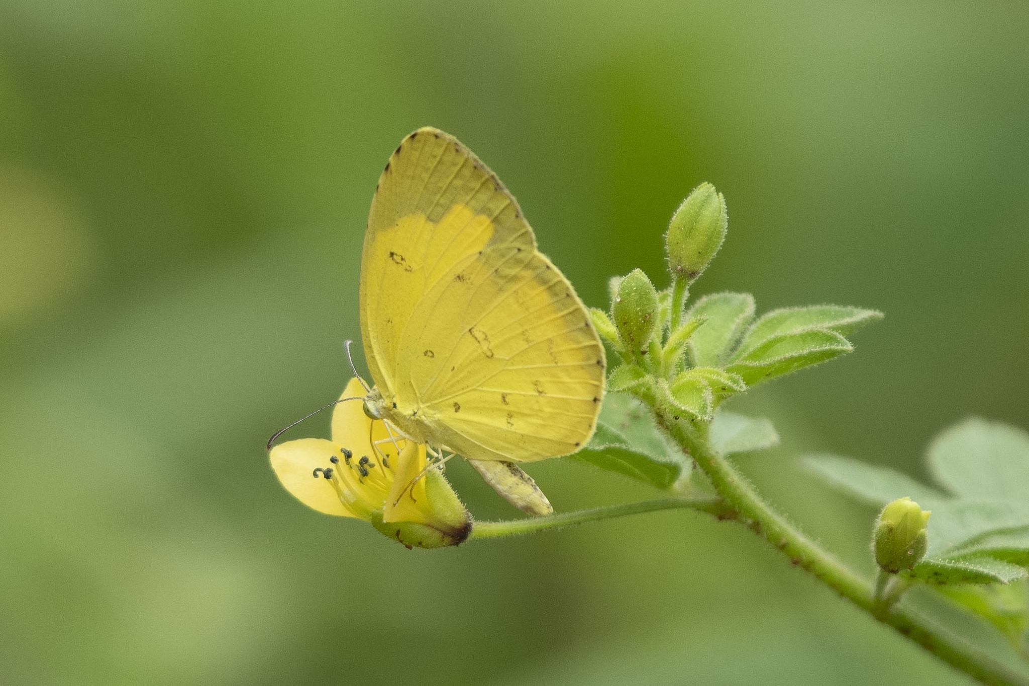 Common Grass Yellow