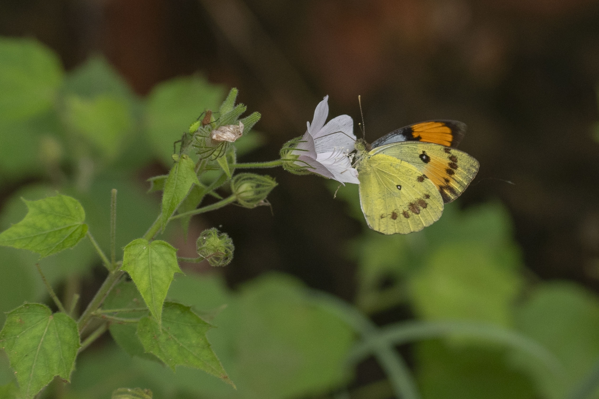 White Orange-Tip