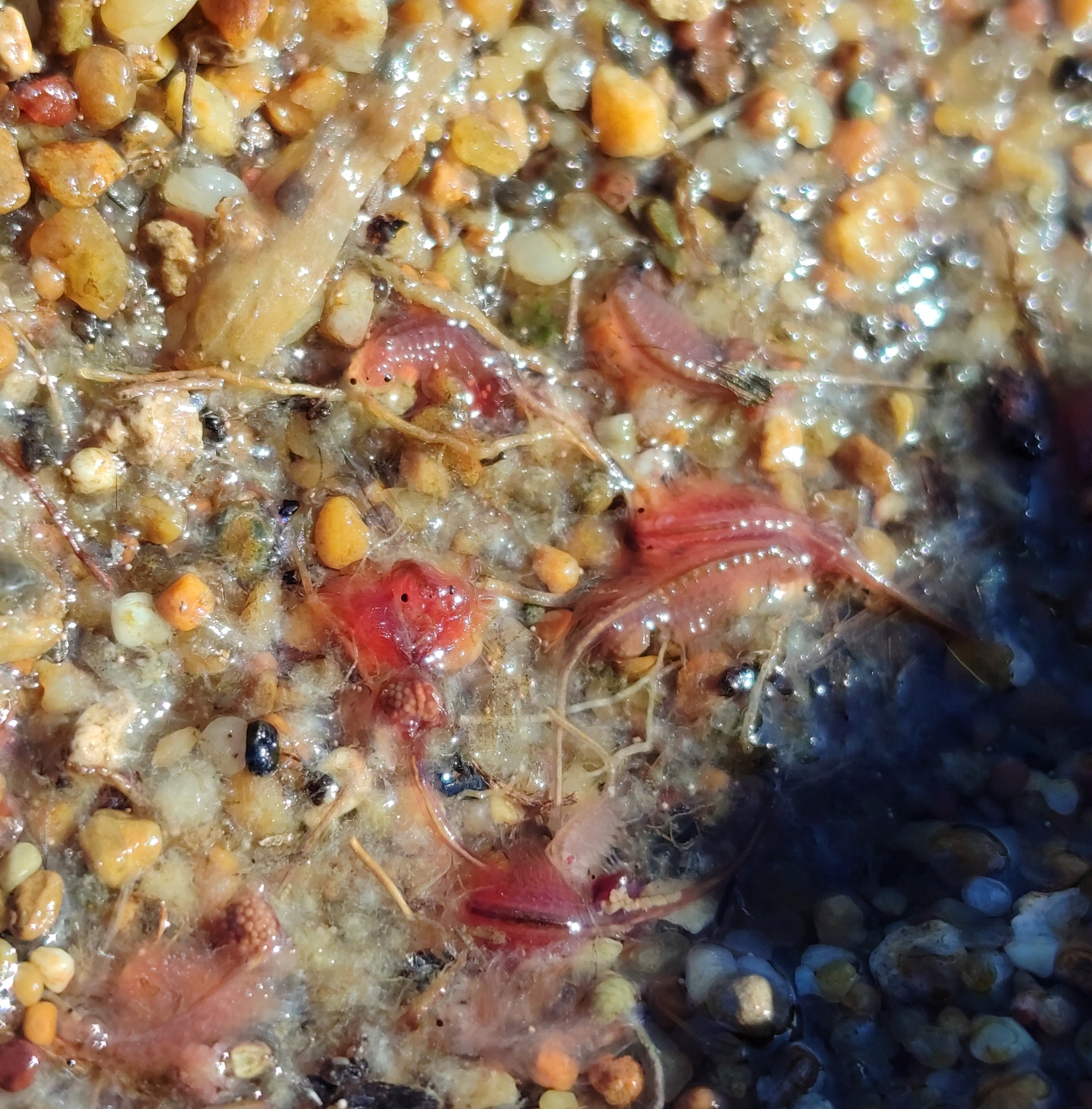 Artemia salina (Linnaeus, 1758)