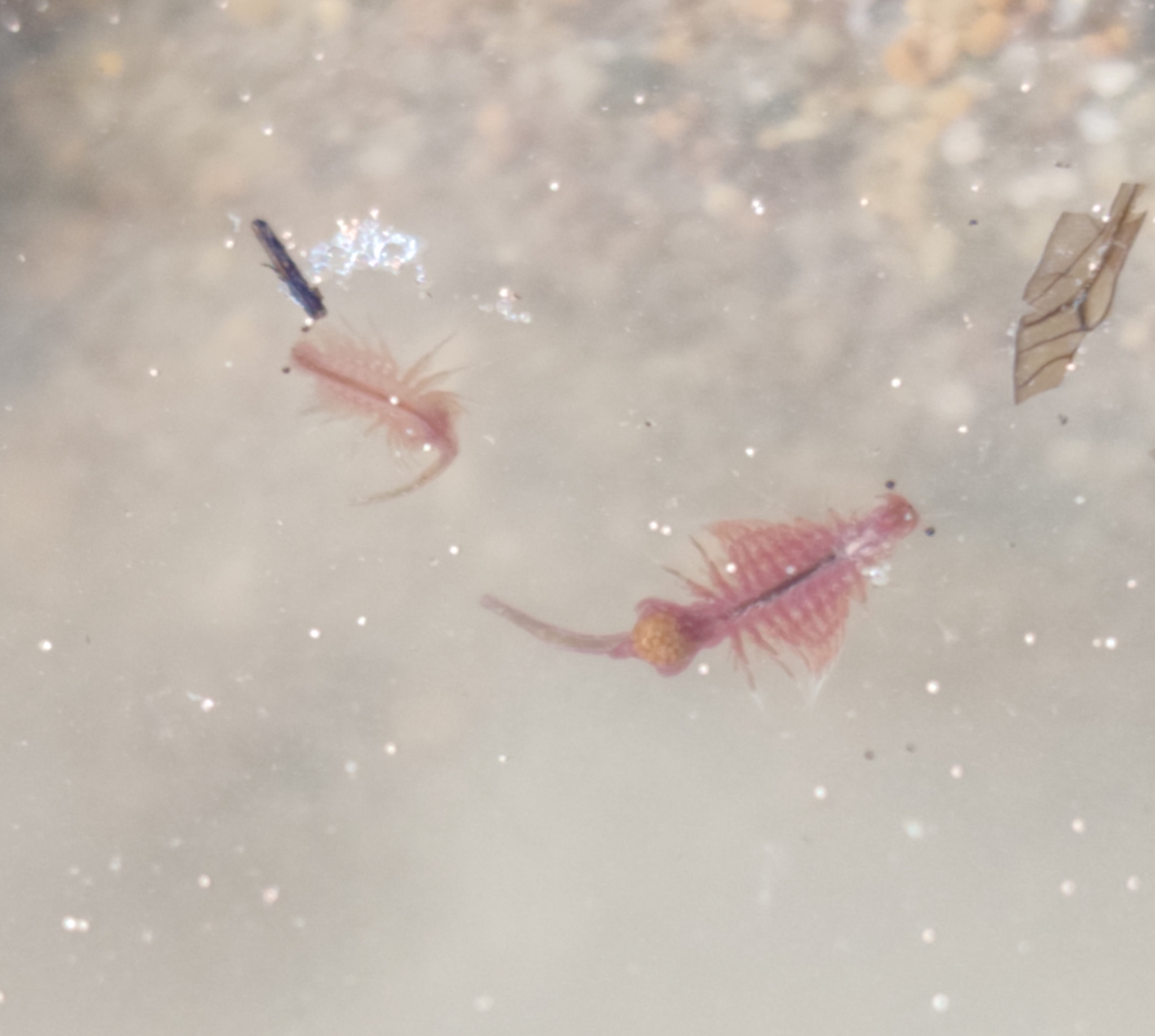 Artemia salina (Linnaeus, 1758)