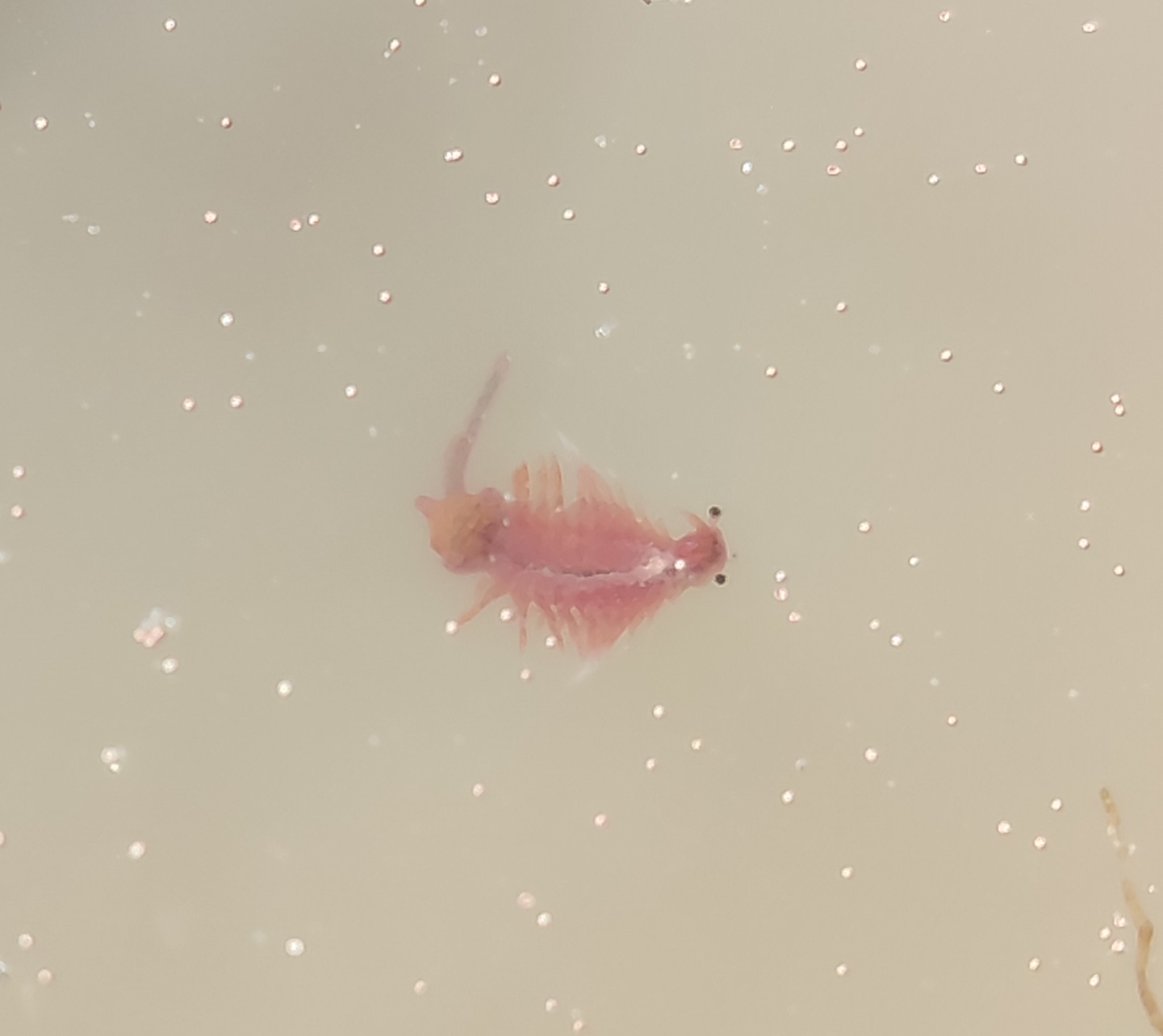 Artemia salina (Linnaeus, 1758)