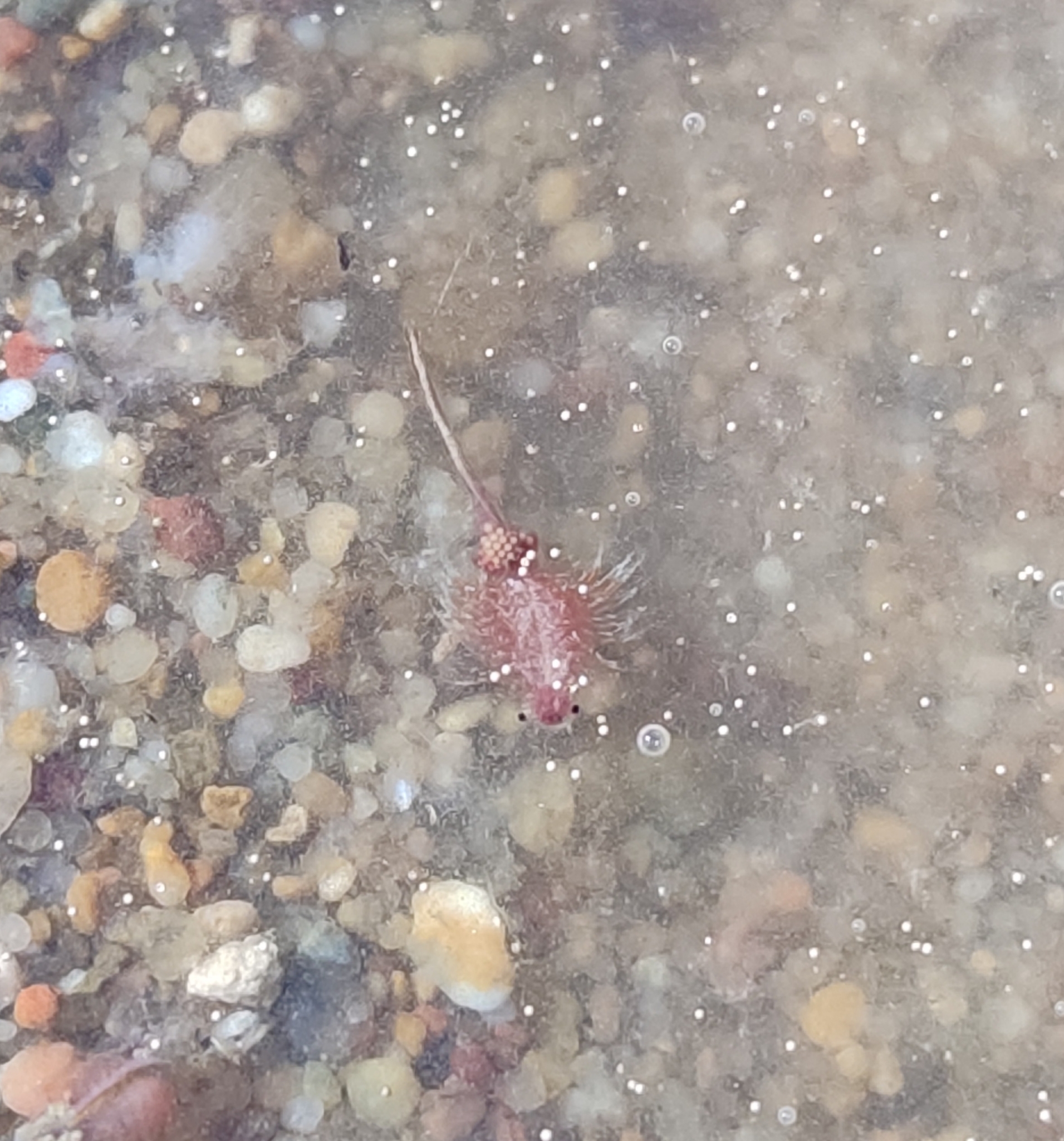 Artemia salina (Linnaeus, 1758)