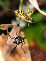 Latrodectus mactans