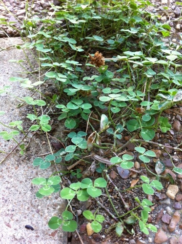 white clover