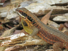 Leiocephalus cubensis