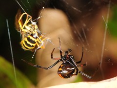 Latrodectus mactans