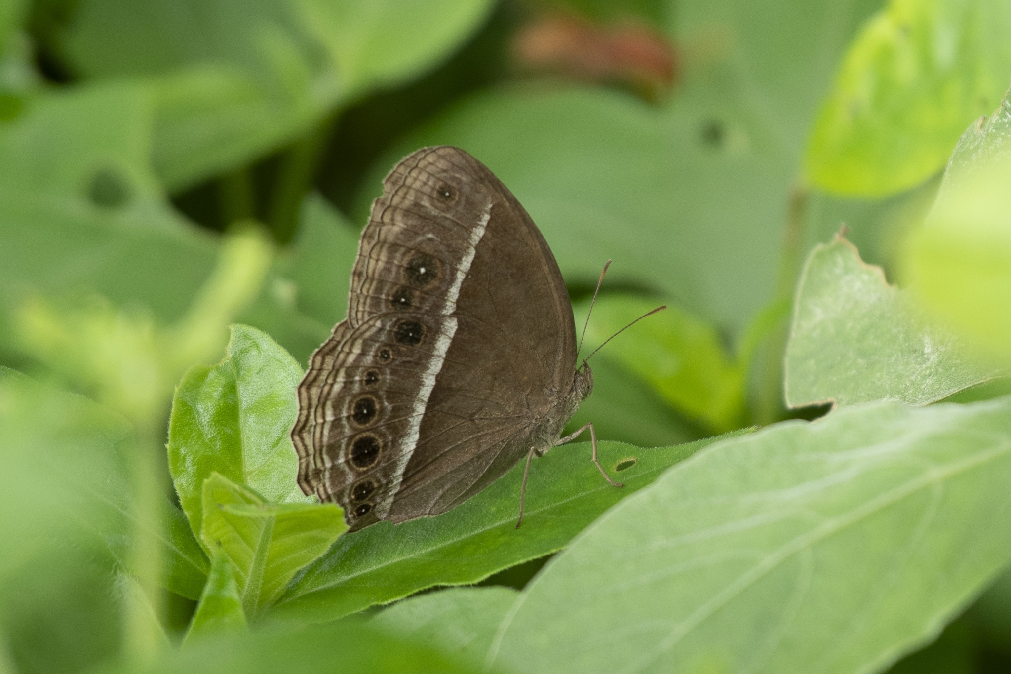 Tamil Bushbrown