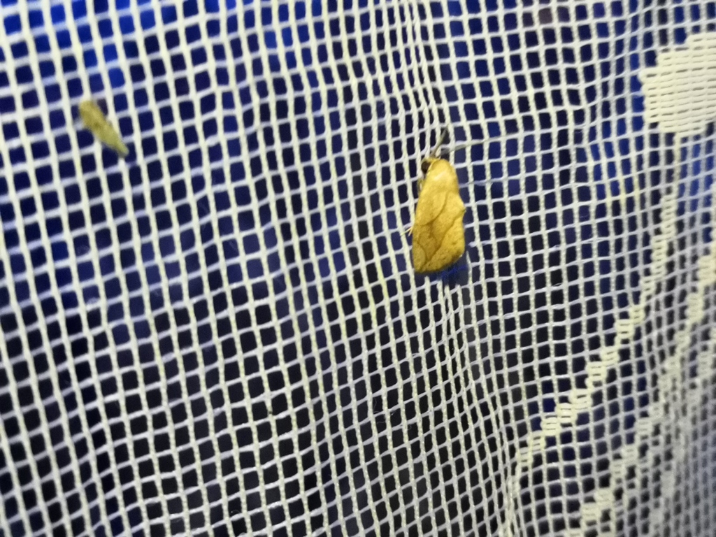 Neaxestis aviuncis
