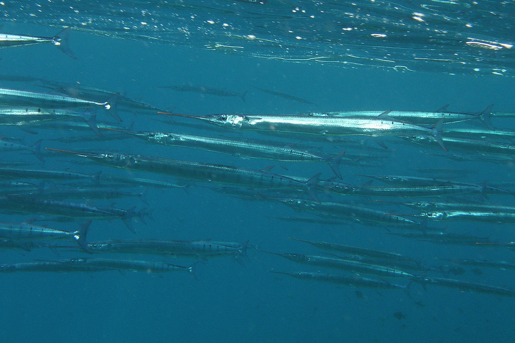 Flat Needlefish (Saltwater Fish of Louisiana) · iNaturalist