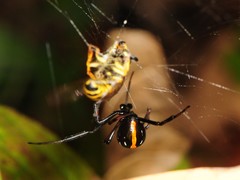 Latrodectus mactans