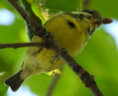 Periparus venustulus