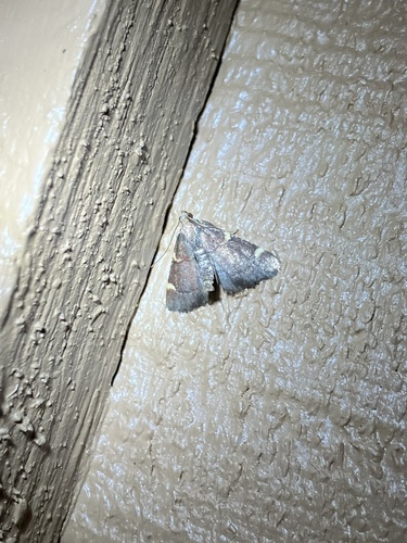 Spruce Needleworm Moth photo 4