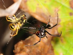 Latrodectus mactans