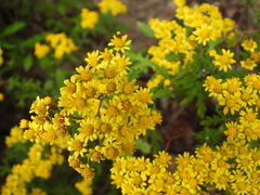 Chrysanthemum lavandulifolium