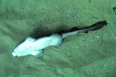 Brachaelurus waddi