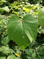 Vitis koberi