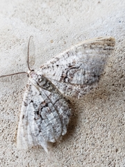 Cymatophora approximaria