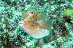 Anoplocapros inermis