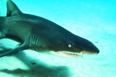Carcharias taurus