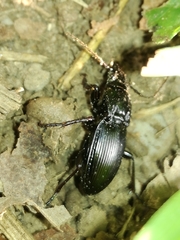 Pterostichus melas