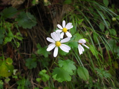Chrysanthemum chanetii