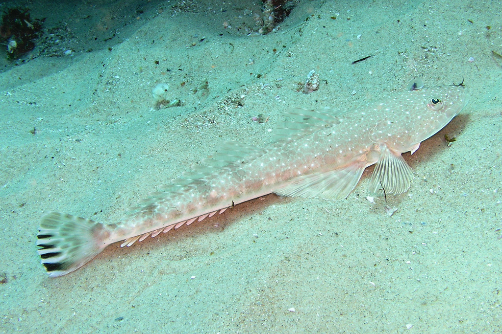 Redspotted Flathead