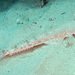 Bluespotted Flathead - Photo (c) Sascha Schulz, some rights reserved (CC BY-NC), uploaded by Sascha Schulz