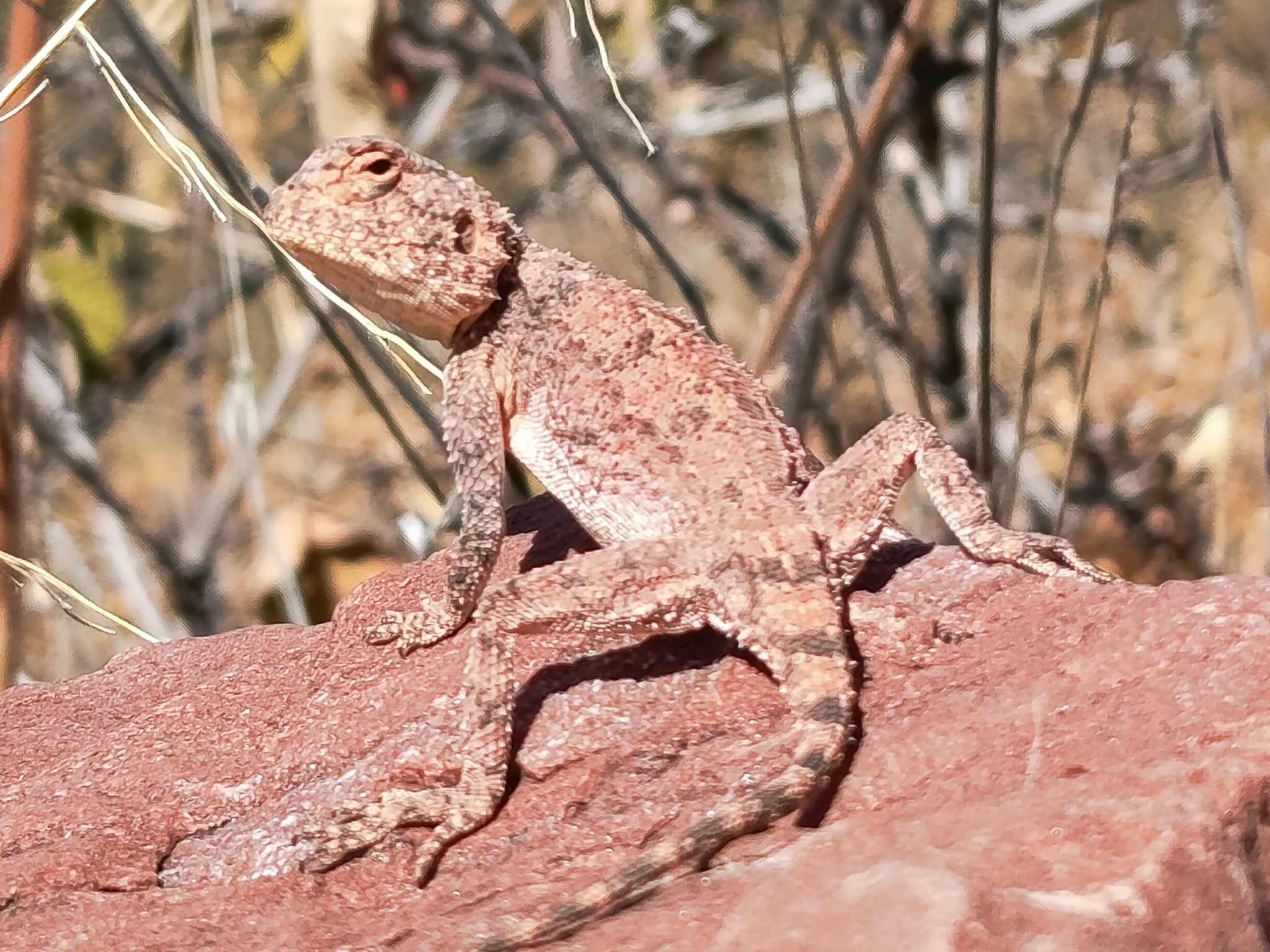 Agama anchietae Bocage, 1896